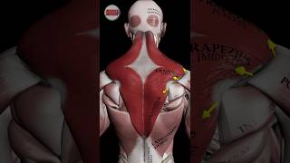 The trapezius muscle anatomy strengthtraining [upl. by Perice]