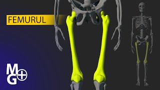 FEMURUL CursPrezentare 3D Anatomie [upl. by Dyun]