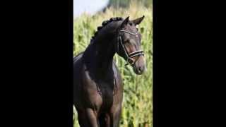 2011 Mare by Dancier De Niro x Lancier x Walt Disney x Bolero [upl. by Ylsew532]