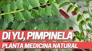 Pimpinela sanguisorba minor officinalis planta medicinal [upl. by Adnaloj]