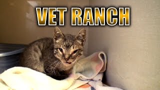 Severely Injured Kitten Gets a Second Chance [upl. by Mat156]