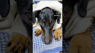 Handsome boy😍 trending ytshorts funny pets song [upl. by Sarajane]