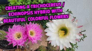 Creating a Trichocereus  Echinopsis hybrid with beautiful colorful flowers [upl. by Calvina846]