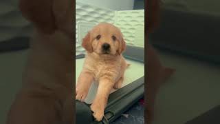 If you have a puppy like this youre lucky  Mini Golden Retriever puppylove [upl. by Averir632]