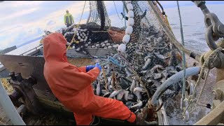 Wild Alaska Purse Seining full set Commercial Salmon Fishing [upl. by Aiuqram]