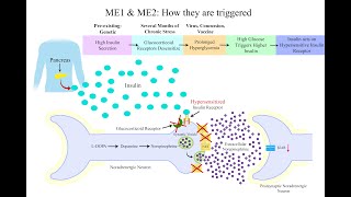 MECFSLongCOVID Hypothesis Three Subtypes of Noradrenergic Neuron Dysfunction [upl. by Amikahs]