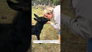 This little donkey was rescued by a kind family and raised it by love animalshorts [upl. by Anagnos611]