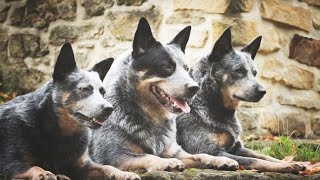 Follow the Scent Trail to Success Can Cattle Dogs Do It [upl. by Leamse392]