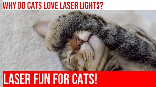 Cats Go Wild for Laser Showtime [upl. by Tolliver]