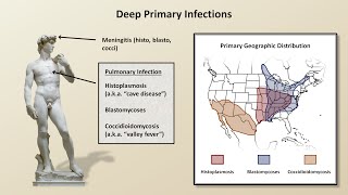 An Overview of Fungal Infections Fungal Infections  Lesson 2 [upl. by Desdamonna]