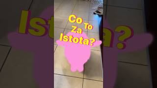 co 😱 to 😱 za 😱 istota [upl. by Siroved]