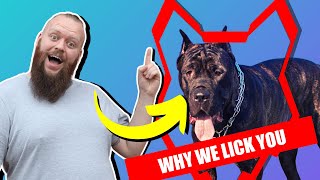 Why CANE CORSO LICK You [upl. by Alludba]