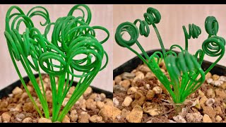 How to grow albuca spiralis from seeds l 알부카스피랄리스 파종하는 방법 [upl. by Sekyere477]