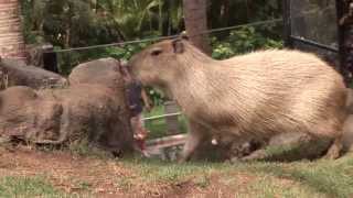 Coatis amp Capybara  Environmental Enrichment [upl. by Avraham]