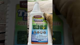 Fall Lawn Weed Killer backpacksprayer weedcontrol weedkiller [upl. by Manchester583]