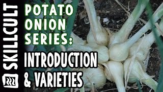 All About Potato Onions 1 Intro to and varieties of Perennial Multiplier Onions [upl. by Nalyak]