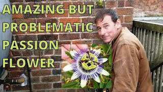 Passion Flower gardening passiflora [upl. by Suryc]