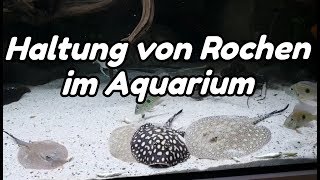 Haltung von Rochen im Aquarium Potamotrygon [upl. by Srednas]