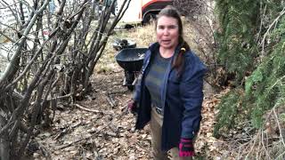 Loading firewood Poplar amp Caragana [upl. by Aiken545]