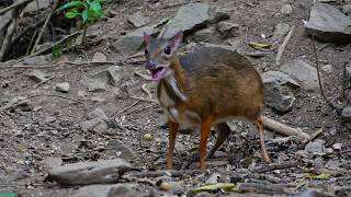 Lesser Mousedeer Tragolus kanchil [upl. by Carolyn284]