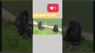 Aaj kam hoyega pura🤣🤣funnyvideos funny funnymemes funnycomedy funnyclips funnyanimals comedy [upl. by Turnheim]