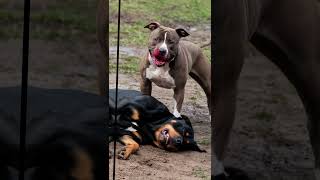 Epic Dog Battles The Fiercest Showdowns Between the Worlds Most Dangerous Dogs 🐕💥🐾 [upl. by Ahsoek]