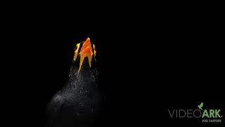 A yellowfaced myna Mino dumontii at Talarak Foundation [upl. by Atronna549]