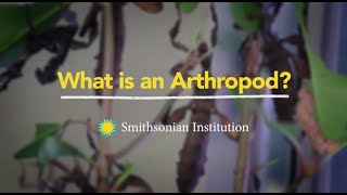 What is an Arthropod [upl. by Dexter]