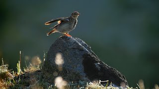 Bird sounds – Woodlark Lullula arborea [upl. by Louisa]