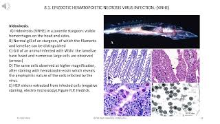 CURS 8 ENG Fish crustaceans mollusks amphibians and insects 2024FIRST [upl. by Vezza]