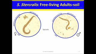 Strongyloides stercoralis Nematodes [upl. by Doig]