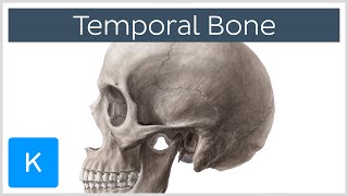 Temporal Bone  Definition Location amp Parts  Human Anatomy  Kenhub [upl. by Enelram274]