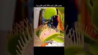 How venus fly trap digest insects 🤔 factskdunya shortsfeed shorts [upl. by Anairam707]