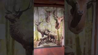 Vlog Brame du cerf brameducerf vlog brame [upl. by Elleral736]