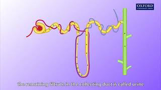 Animation E1 11 Ultrafiltration and reabsorption [upl. by Kosiur330]