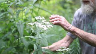 Boneset Eupatorium perfoliatum [upl. by Laura]