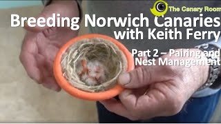 Breeding Norwich Canaries  With Keith Ferry Part 2 Pairing up and nest management [upl. by Lednam]