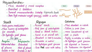 Polysaccharides  starch glycogen and cellulose  class 11 [upl. by Assenay]