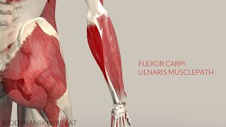 Flexor Carpi Ulnaris Musclepath 3D Animation [upl. by Letreece]