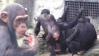 Class Is in Session Watch the Chimps Learn from Their Caretaker上課時間到了！來看看黑猩猩們怎麼向保育員學習 [upl. by Adnawahs]