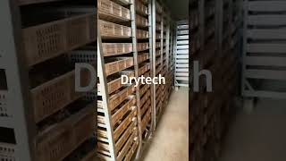 Drytech heat pump dryer used to drying notoginseng [upl. by Elva134]