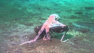 Octopus walks along ocean floor carrying coconut [upl. by Yatnoj]