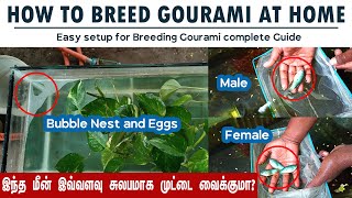 Gourami Breeding  How to breed gourami fish at Home [upl. by Christabelle338]