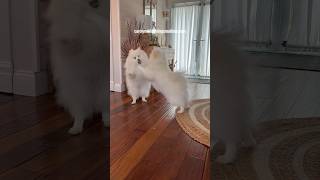 Daily Miniature American Eskimo Play Sessions [upl. by Herrick]