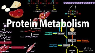 Protein Metabolism Overview Animation [upl. by Artaed]