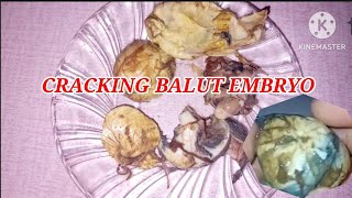 CRACK BALUT🥚🦆EGG EMBRYO EXOTIC FOOD EGGBALUT [upl. by Narak]