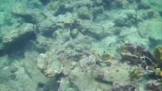 Snorkeling in Tortola [upl. by Hecht57]