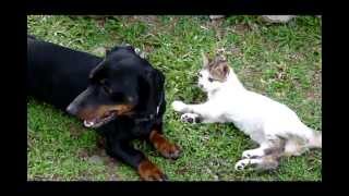 Cat and Dog Wrestle [upl. by Leonid]