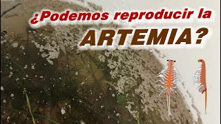 Como reproducir Artemia salina [upl. by Kcirdderf]