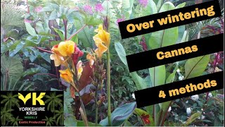 Overwintering cannas 4 methods [upl. by Noemis]